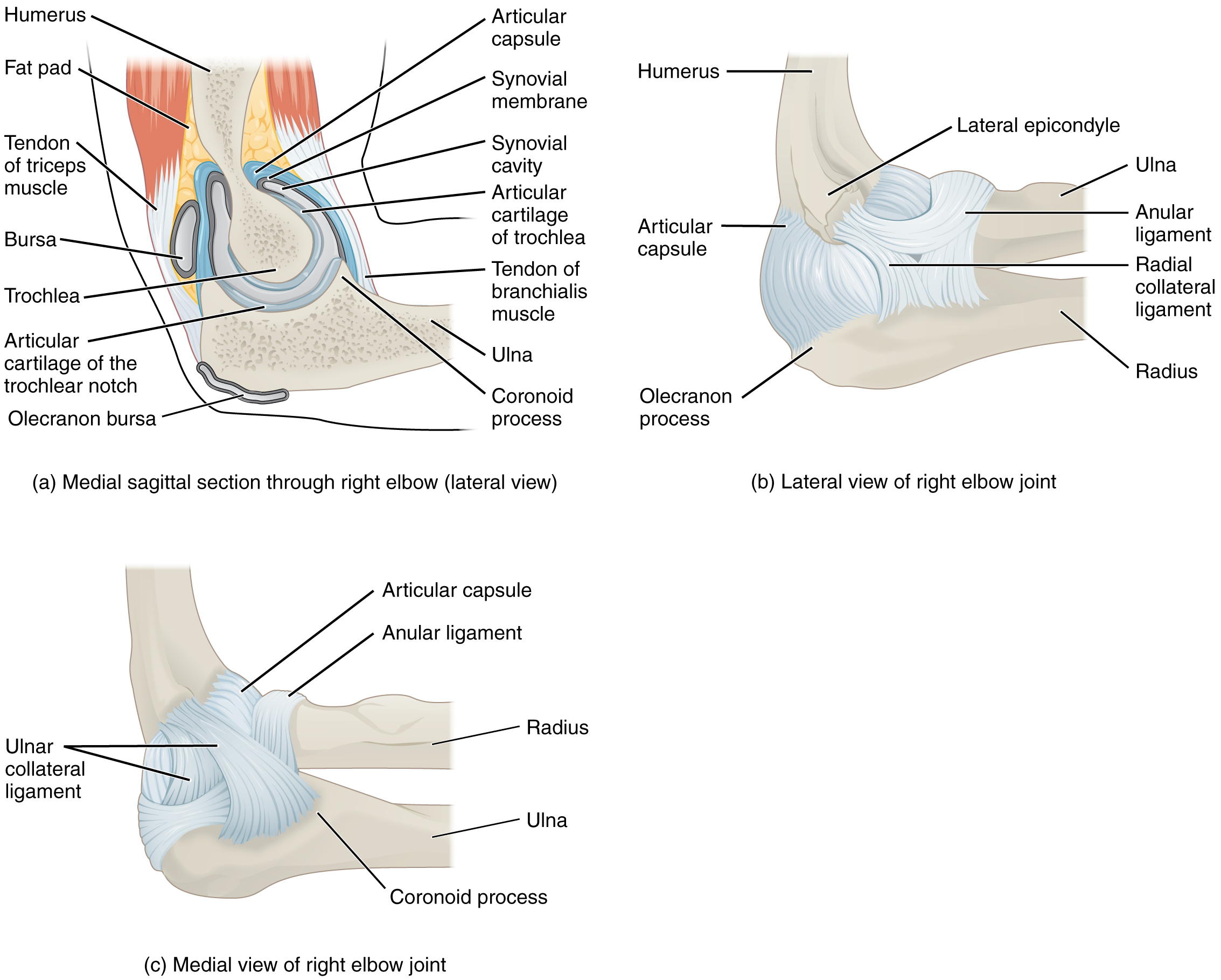 Medial view of the right elbow showing the ulnar collateral ligament between the humerus and ulna, with the radius and annular ligament labeled.